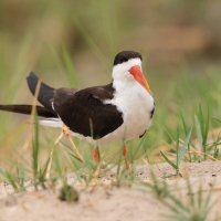 Brzytwodziób afrykański - Rynchops flavirostris - African Skimmer
