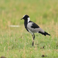 Czajka srokata - Vanellus armatus - Blacksmith Lapwing