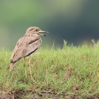 Kulon nadwodny - Burhinus vermiculatus - Water Thick-knee