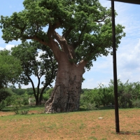 Baobab