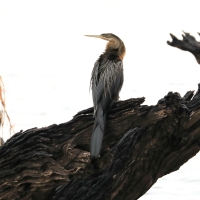 Wężówka afrykańska - Anhinga rufa - African Darter