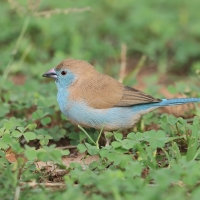 Motylik sawannowy - Uraeginthus angolensis - Blue-breasted Cordon-bleu