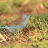 Motylik sawannowy - Uraeginthus angolensis - Blue-breasted Cordon-bleu
