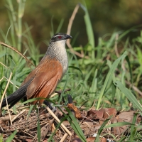 Kukal białobrewy - Centropus superciliosus - White-browed Coucal