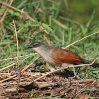 Kukal białobrewy - Centropus superciliosus - White-browed Coucal