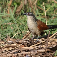 Kukal białobrewy - Centropus superciliosus - White-browed Coucal