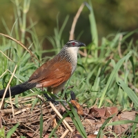 Kukal białogardły - Centropus superciliosus burchellii - Burchell's Coucal