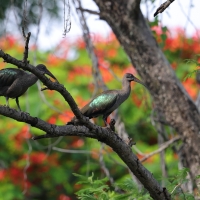 Ibis białowąsy - Bostrychia hagedash - Hadada Ibis