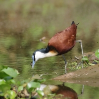 Długoszpon afrykański - Actophilornis africanus - African Jacana