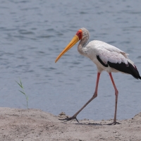 Dławigad afrykański - Mycteria ibis - Yellow-billed Stork