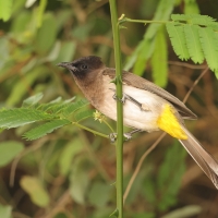 Bilbil okopcony - Pycnonotus tricolor - Dark-capped Bulbul