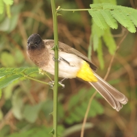 Bilbil okopcony - Pycnonotus tricolor - Dark-capped Bulbul