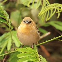 Wikłacz śliniaczkowy - Ploceus xanthopterus - Southern Brown-throated Weaver
