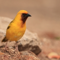 Wikłacz śliniaczkowy - Ploceus xanthopterus - Southern Brown-throated Weaver