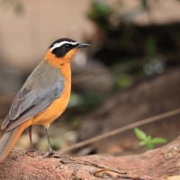 Złotokos białobrewy - Cossypha heuglini - White-browed Robin-Chat