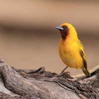 Wikłacz śliniaczkowy - Ploceus xanthopterus - Southern Brown-throated Weaver