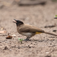 Bilbil okopcony - Pycnonotus tricolor - Dark-capped Bulbul