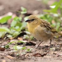 Wikłacz śliniaczkowy - Ploceus xanthopterus - Southern Brown-throated Weaver