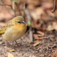 Wikłacz śliniaczkowy - Ploceus xanthopterus - Southern Brown-throated Weaver