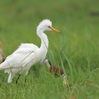 Czapla czarnonoga - Ardea intermedia - Intermediate Egret