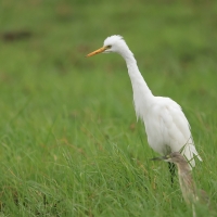 Czapla czarnonoga - Ardea intermedia - Intermediate Egret