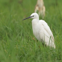Czapla nadobna - Egretta garzetta - Little Egret