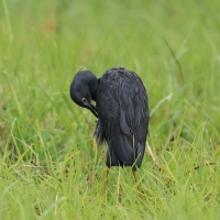 Czapla łupkowata - Egretta vinaceigula - Slaty Egret