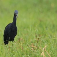 Czapla łupkowata - Egretta vinaceigula - Slaty Egret
