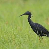 Czapla łupkowata - Egretta vinaceigula - Slaty Egret