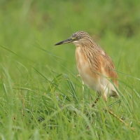Czapla modronosa - Ardeola ralloides - Squacco Heron