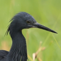 Czapla łupkowata - Egretta vinaceigula - Slaty Egret