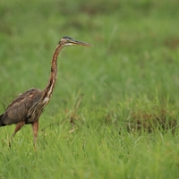 Czapla purpurowa - Ardea purpurea - Purple Heron