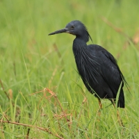 Czapla łupkowata - Egretta vinaceigula - Slaty Egret