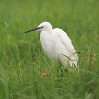 Czapla nadobna - Egretta garzetta - Little Egret