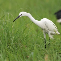 Czapla nadobna - Egretta garzetta - Little Egret