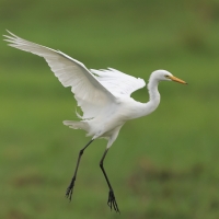 Czapla czarnonoga - Ardea intermedia - Intermediate Egret