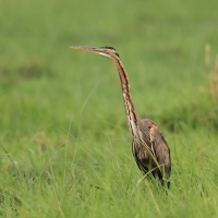 Czapla purpurowa - Ardea purpurea - Purple Heron
