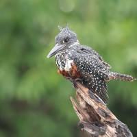 Rybaczek wielki - Megaceryle maxima - Giant Kingfisher