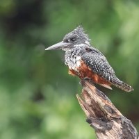 Rybaczek wielki - Megaceryle maxima - Giant Kingfisher