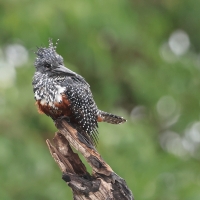 Rybaczek wielki - Megaceryle maxima - Giant Kingfisher