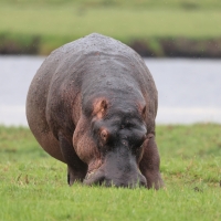 Hipopotam