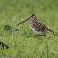 Bekas afrykański - Gallinago nigripennis - African snipe