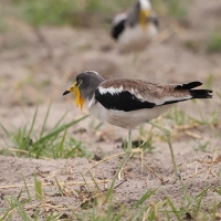 Czajka białoczelna - Vanellus albiceps - White-crowned Lapwing