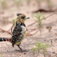 Brodal czubaty - Trachyphonus vaillantii - Crested Barbet