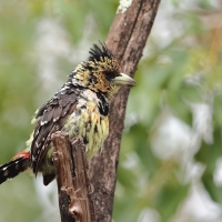 Brodal czubaty - Trachyphonus vaillantii - Crested Barbet
