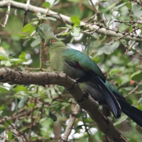 Turak długoczuby - Tauraco schalowi - Schalow's Turaco