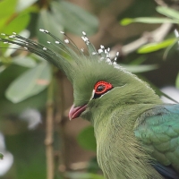 Turak długoczuby - Tauraco schalowi - Schalow's Turaco