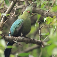 Turak długoczuby - Tauraco schalowi - Schalow's Turaco
