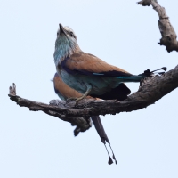 Kraska flagosterna - Coracias spatulatus - Racket-tailed Roller