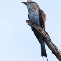 Kraska flagosterna - Coracias spatulatus - Racket-tailed Roller